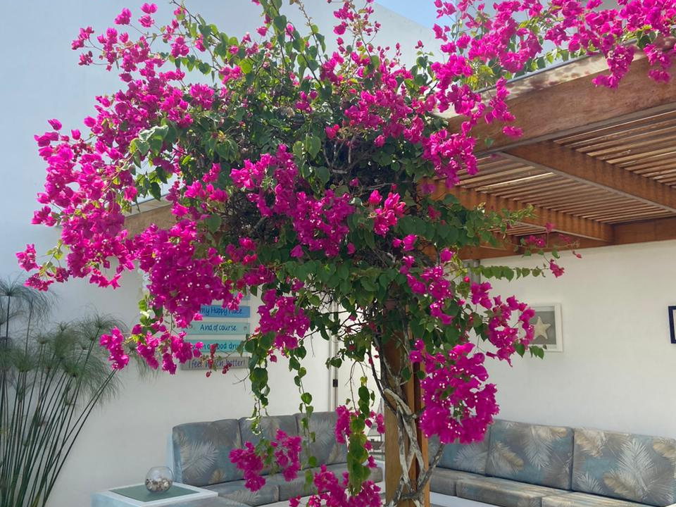 4 Terraza 1er. piso 1